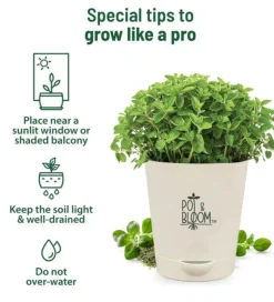 Oregano Grow Kit