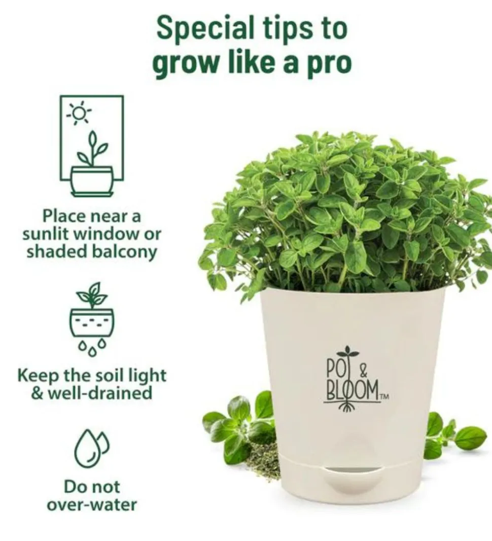 Oregano Grow Kit
