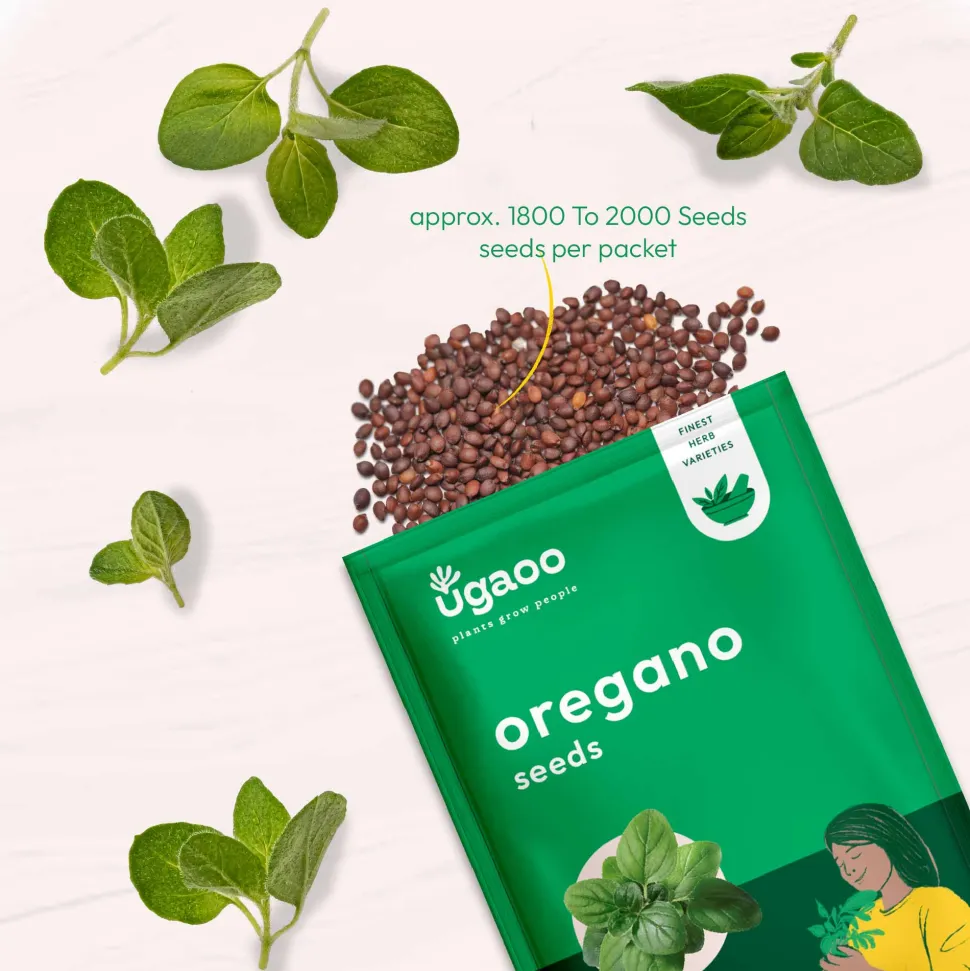 Oregano Seeds