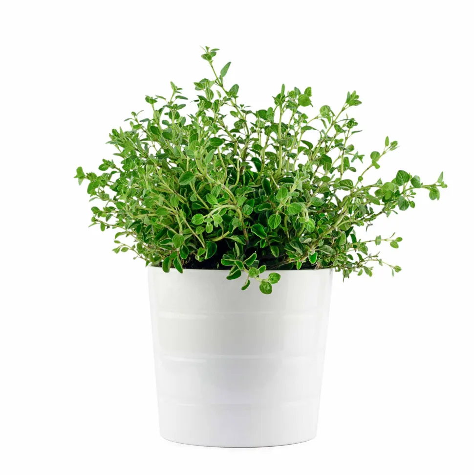 Oregano Seeds