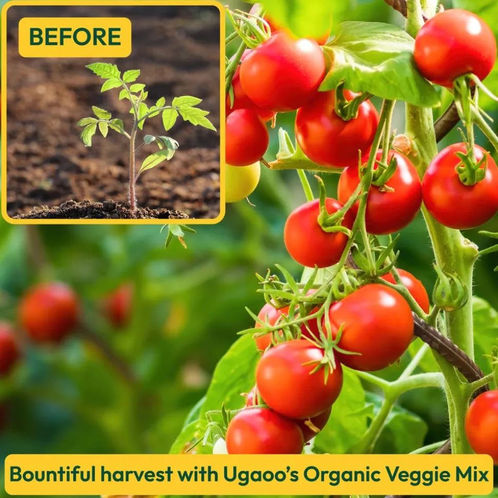 Organic Veggie Mix - 5 Kg