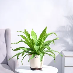 Osaka Bird Nest Fern