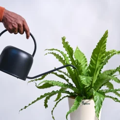 Osaka Bird Nest Fern