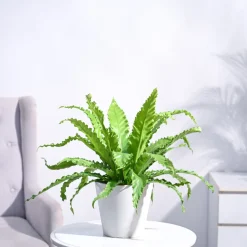 Osaka Bird Nest Fern