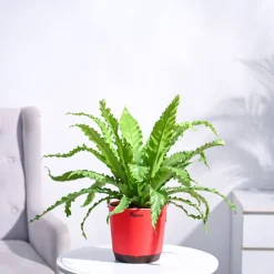 Osaka Bird Nest Fern