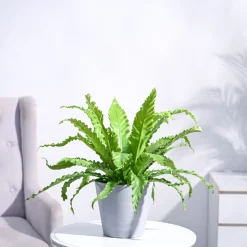 Osaka Bird Nest Fern