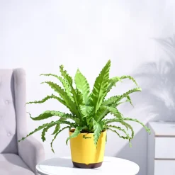 Osaka Bird Nest Fern