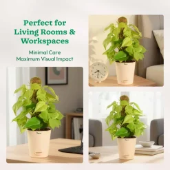 Oxycardium Golden Plant with Moss Stick - Medium