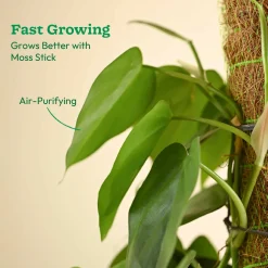 Oxycardium Green Plant with Moss Stick - Medium