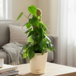 Oxycardium Green Plant with Moss Stick - Medium