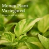 Pack of 4 Home Decor Plant Bundle