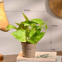 Pack of 4 Home Decor Plant Bundle