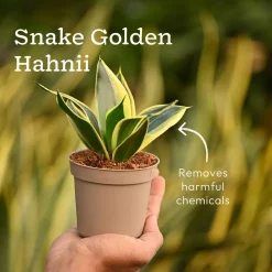 Pack of 4 Home Decor Plant Bundle