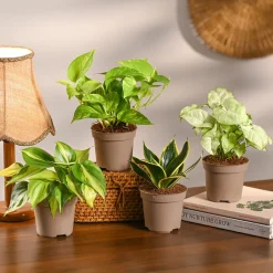 Pack of 4 Home Decor Plant Bundle