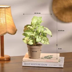 Pack of 4 Home Decor Plant Bundle