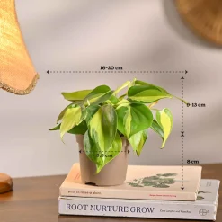 Pack of 4 Home Decor Plant Bundle
