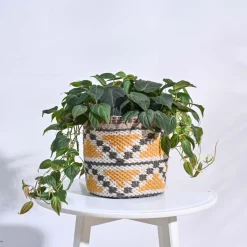 Pahaadi Cotton Planter