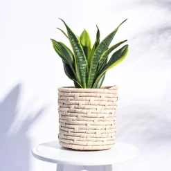 Palm Leaf Planter
