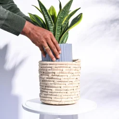 Palm Leaf Planter