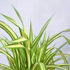 Pandanus Plant