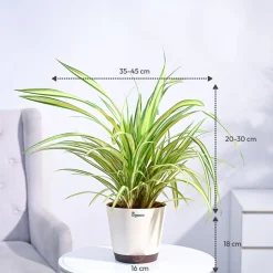 Pandanus Plant