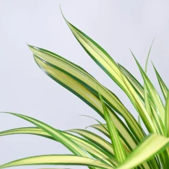 Pandanus Plant