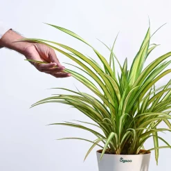 Pandanus Plant