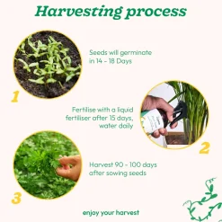 Parsley Seeds