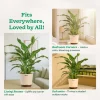 Peace Lily Large (Spathiphyllum Sensation)