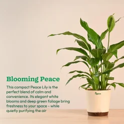 Peace Lily Large (Spathiphyllum Sensation)