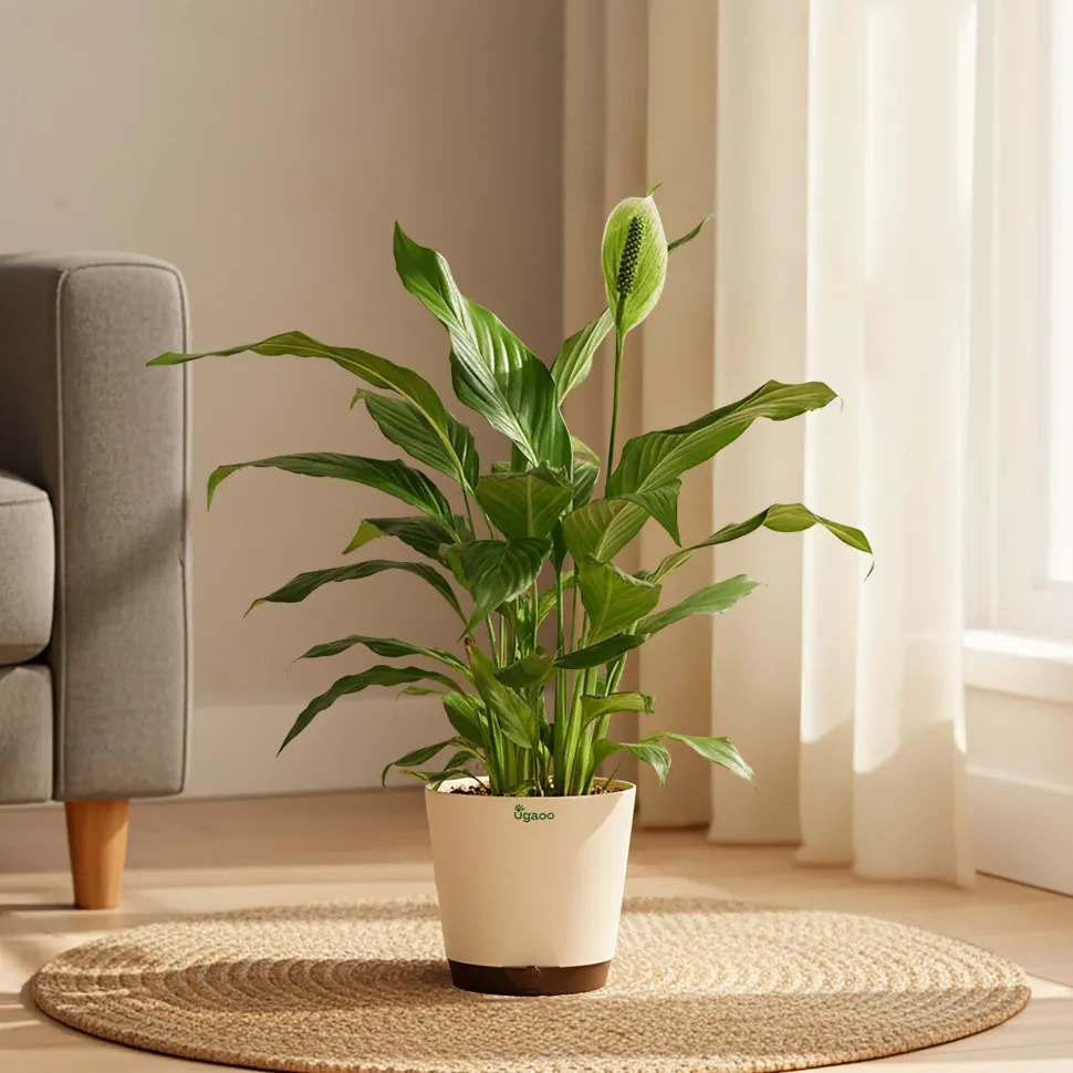 Peace Lily Large (Spathiphyllum Sensation)