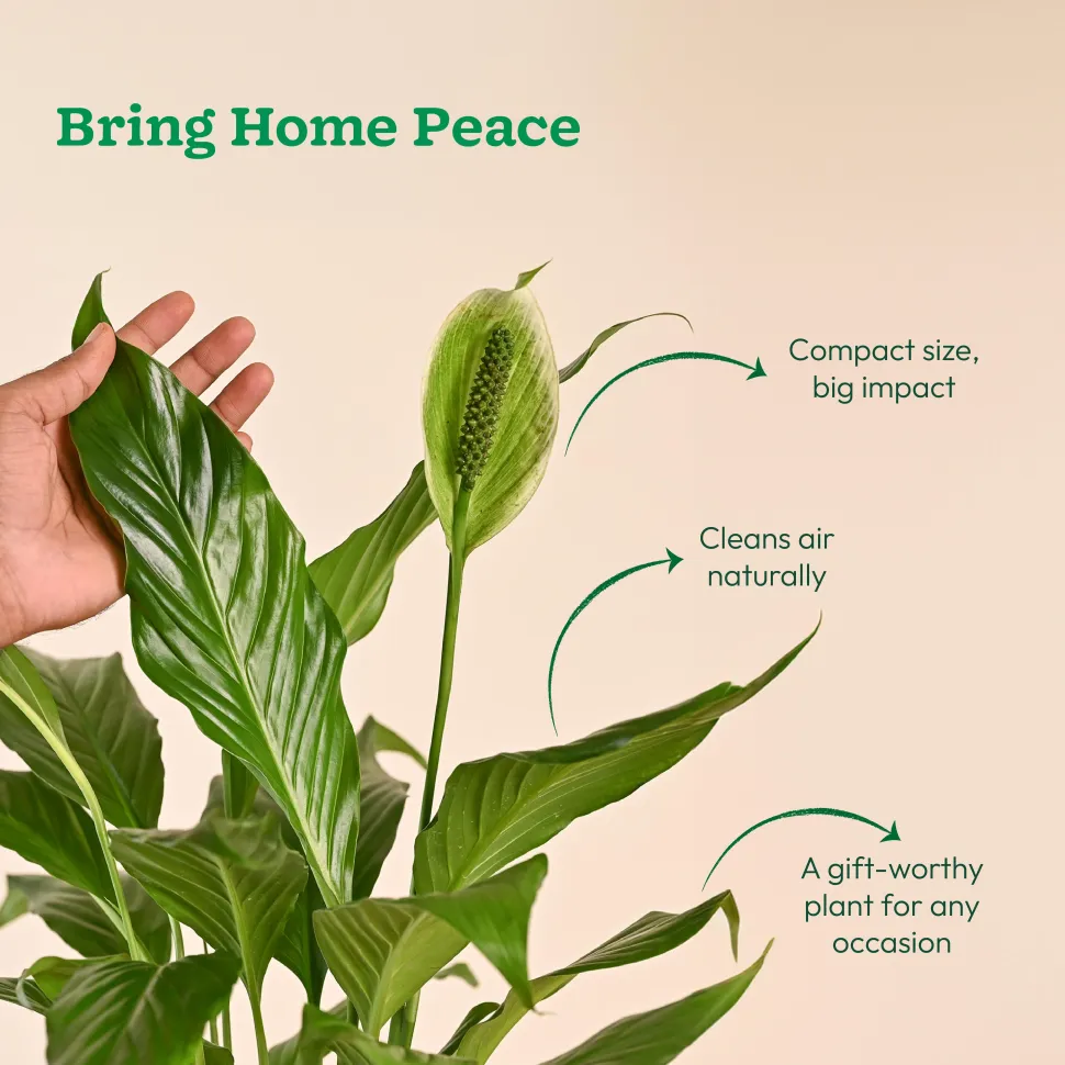 Peace Lily Large (Spathiphyllum Sensation)