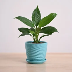 Peace Lily Plant