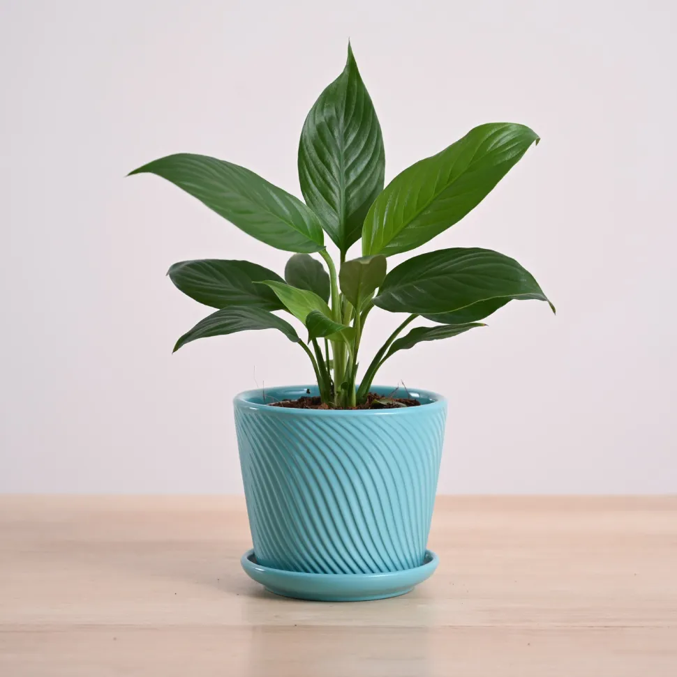Peace Lily Plant