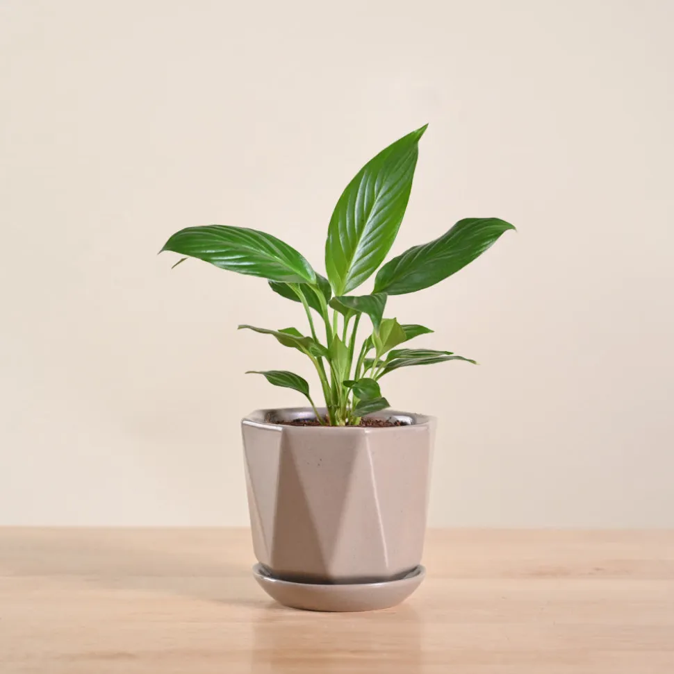 Peace Lily Plant
