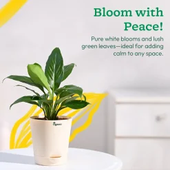Peace Lily Plant