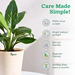 Peace Lily Plant