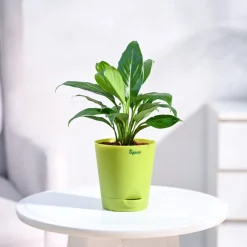 Peace Lily Plant