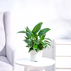 Peace Lily Plant