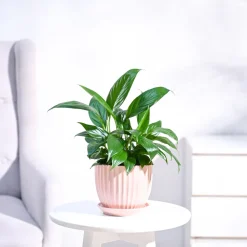 Peace Lily Plant