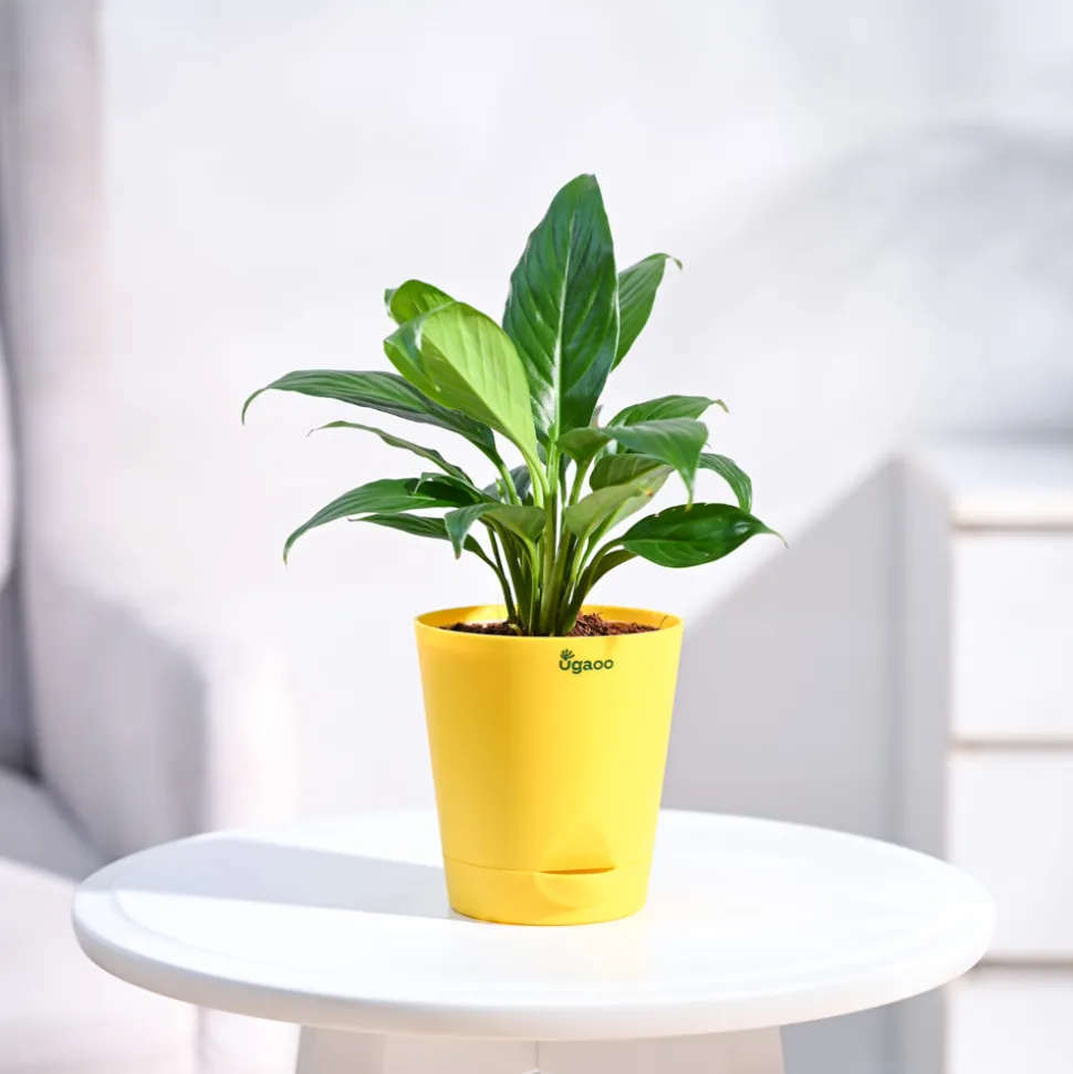 Peace Lily Plant