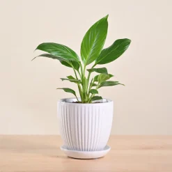 Peace Lily Plant