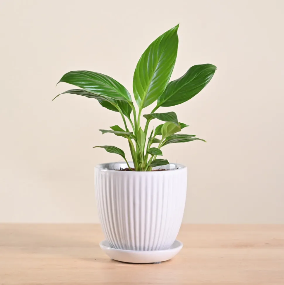 Peace Lily Plant
