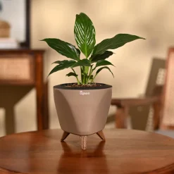Peace Lily Plant