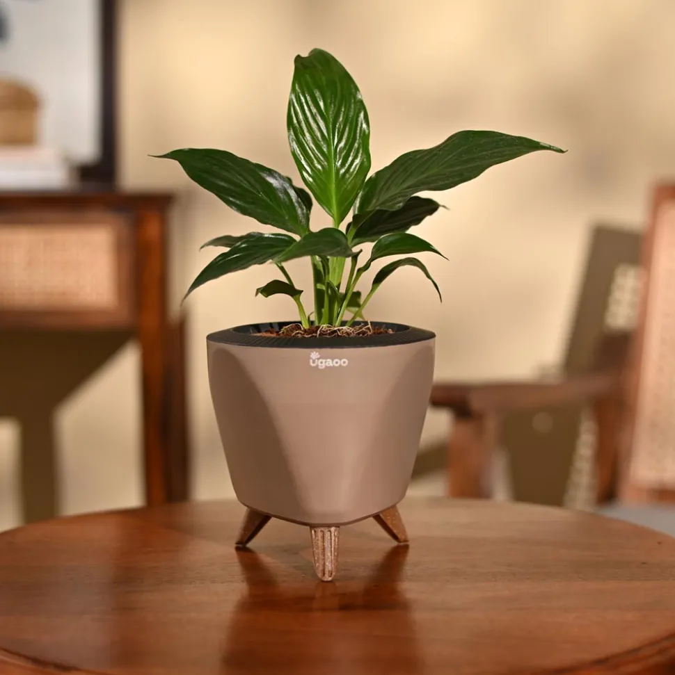 Peace Lily Plant