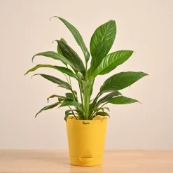 Peace Lily Plant
