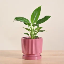 Peace Lily Plant