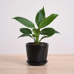 Peace Lily Plant