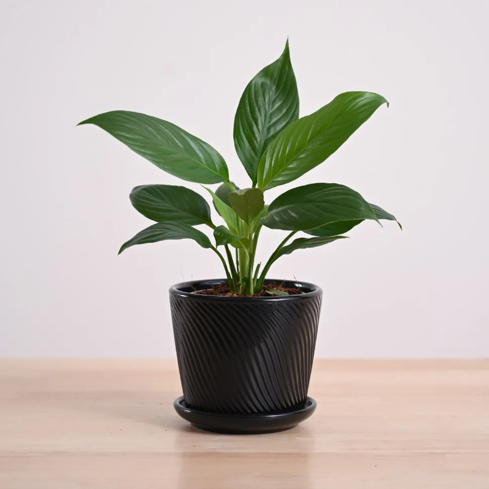 Peace Lily Plant