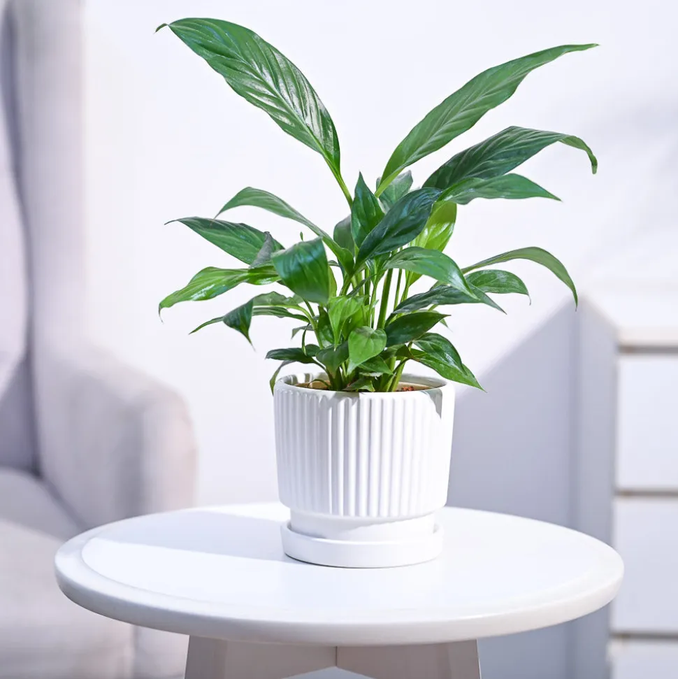 Peace Lily Plant